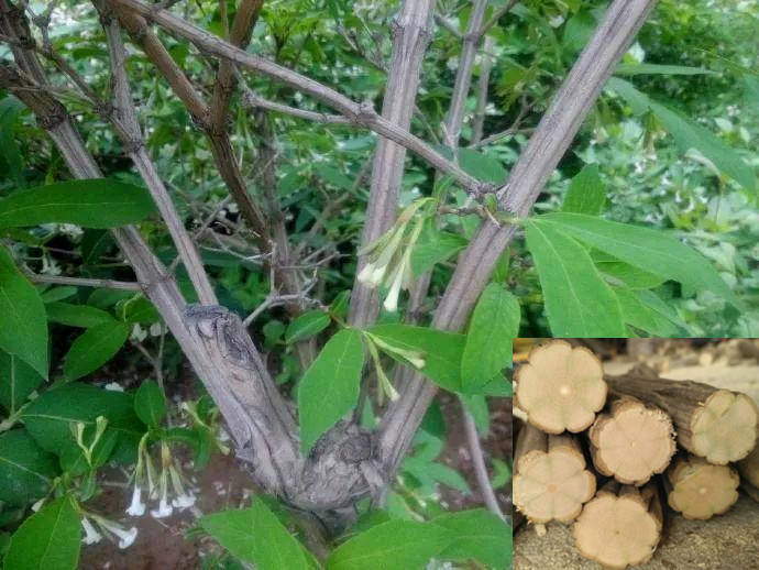 Liu Dao Wood “Dragon-Subduing” Whip Stick – Natural Hardwood Martial Arts Stick